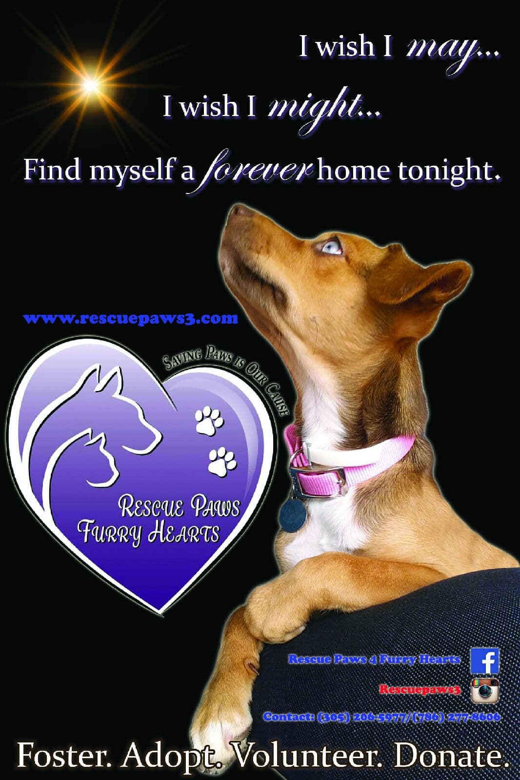 Cha-Cha breeder image 1