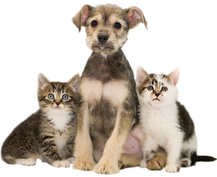 Dolly breeder image 1
