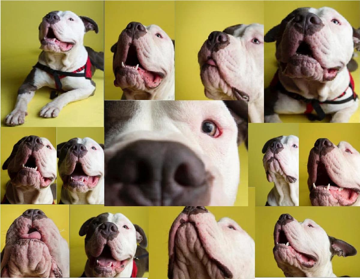 Emmy breeder image 2