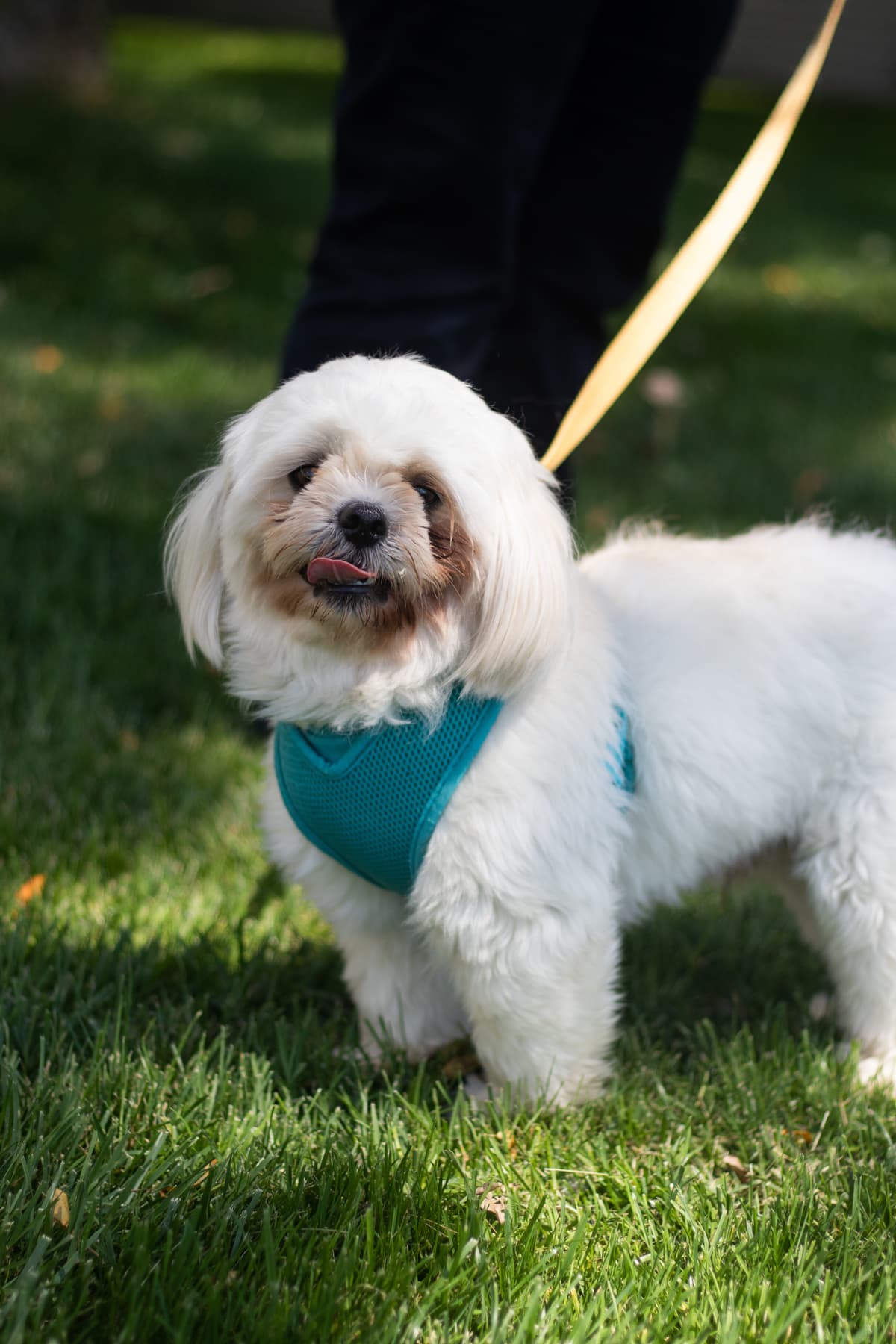 Meeka breeder image 2