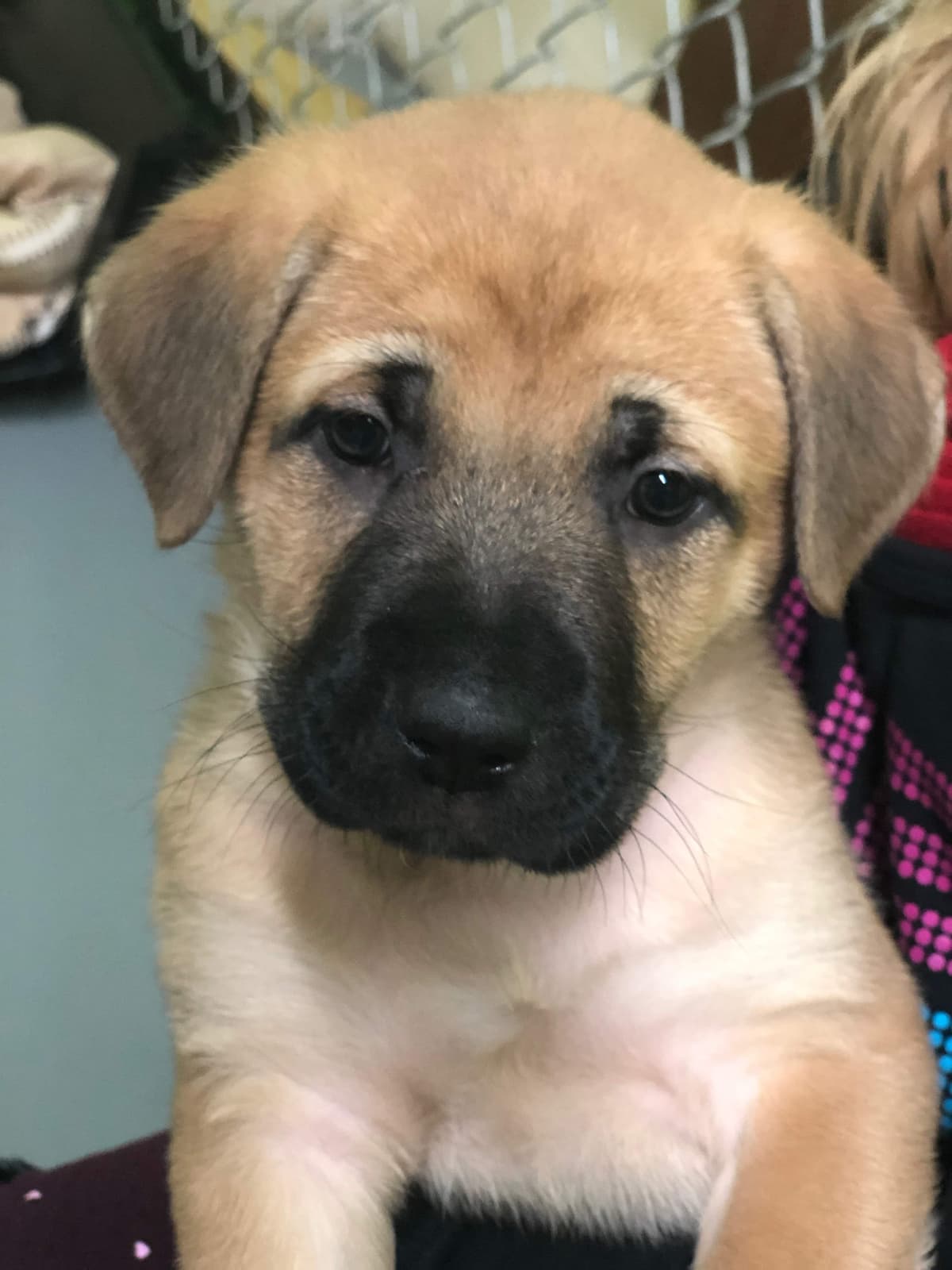 Saydee breeder image 1