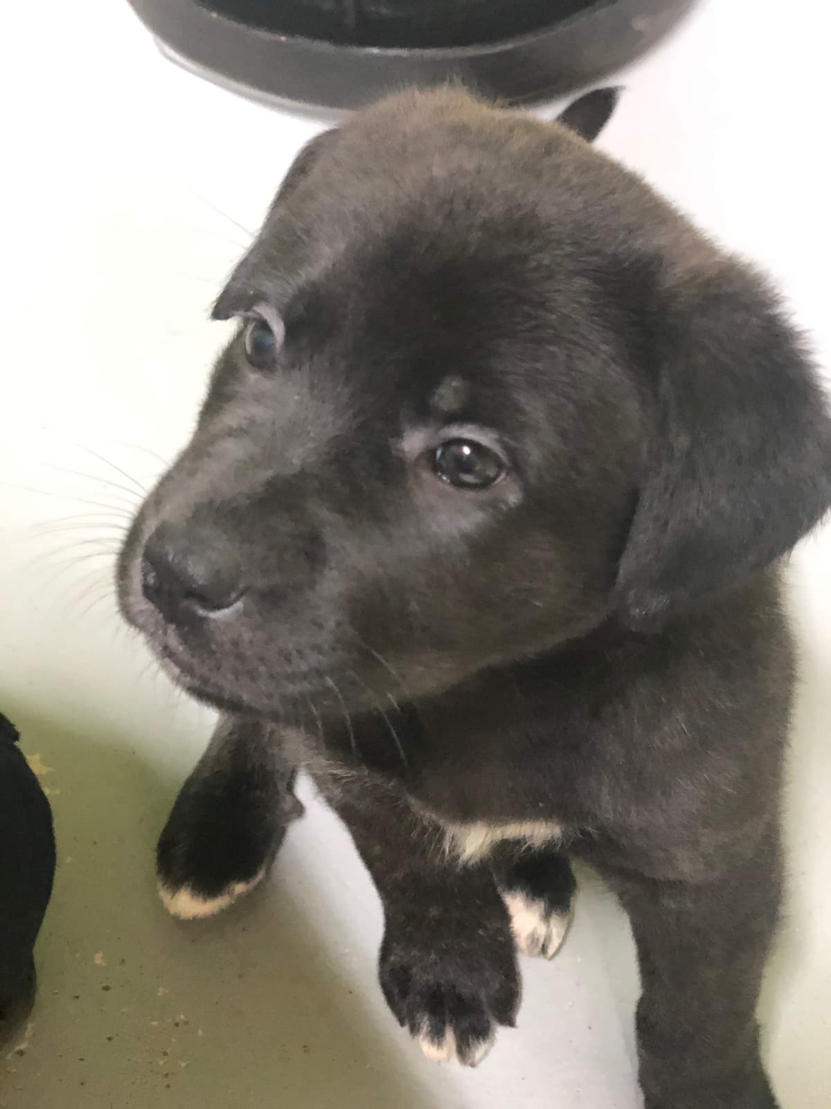Saydee breeder image 2
