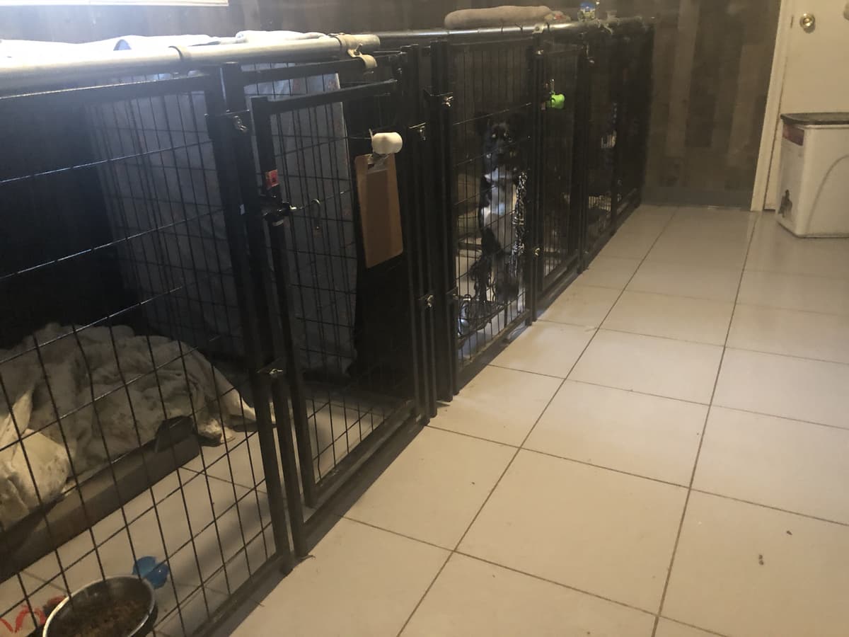 Ripley breeder image 3