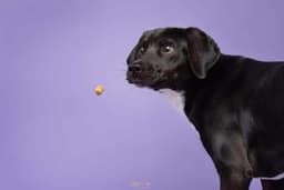 Leitchfield Animal Shelter