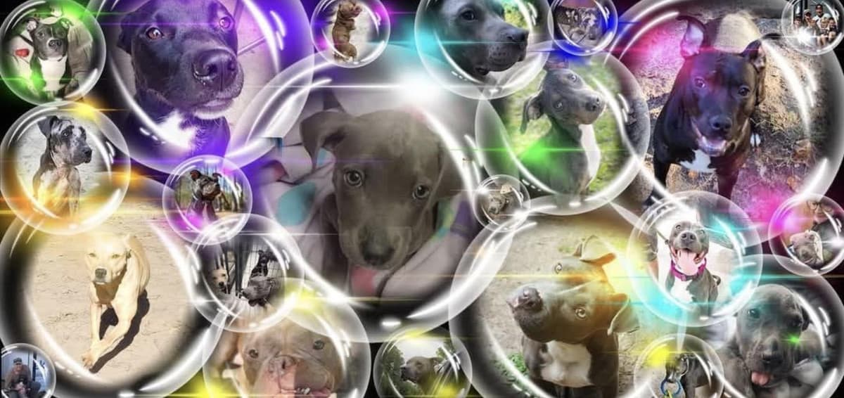 Tootie breeder image 1