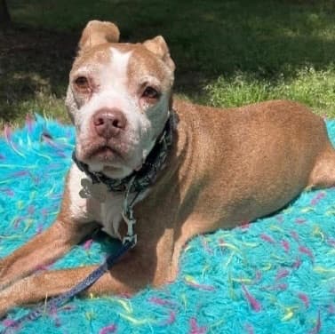 Bella – 15 Years old, Needs her Best Friend breeder image 1