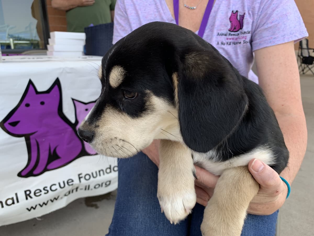 Austin breeder image 6