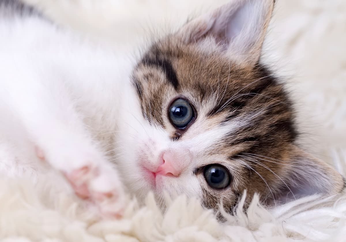 MooMoo breeder image 1