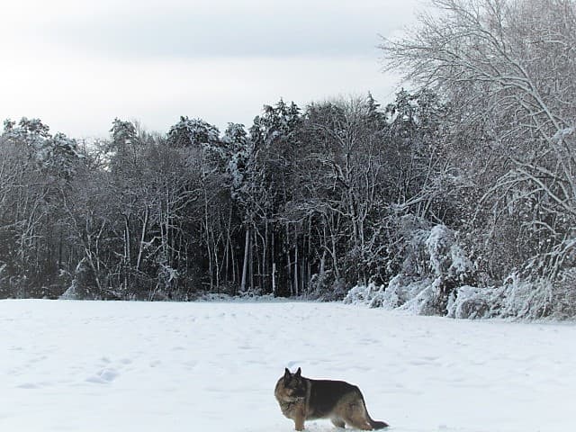 Blu breeder image 2