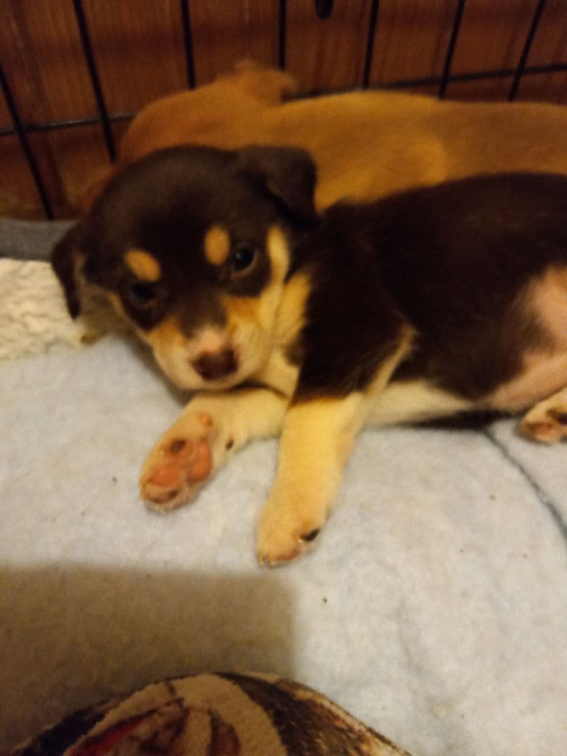 Ren breeder image 3