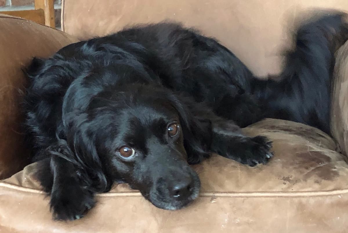 Two years annual Health & wellness visit included breeder image 1
