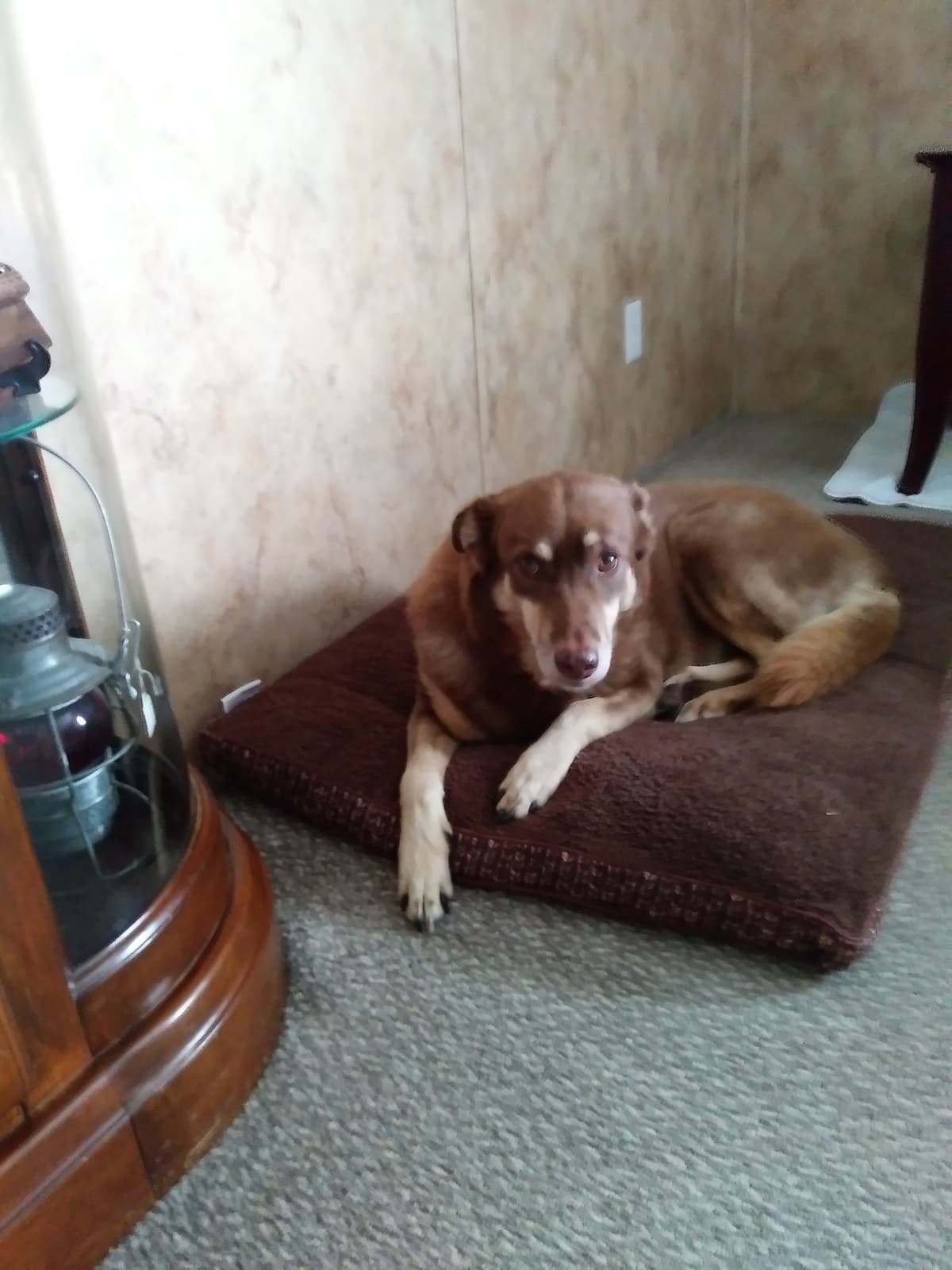 Red breeder image 4