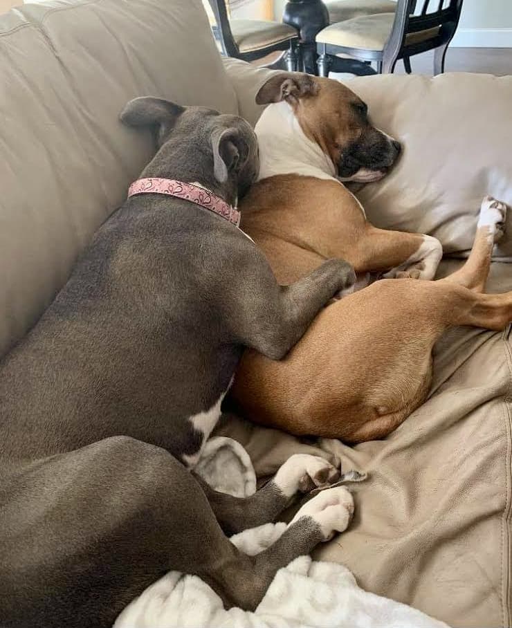 Harley - URGENT breeder image 4