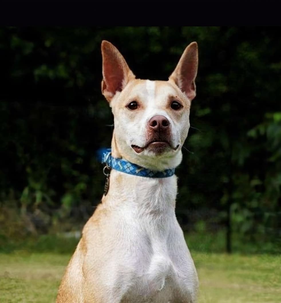 Harley - URGENT breeder image 5