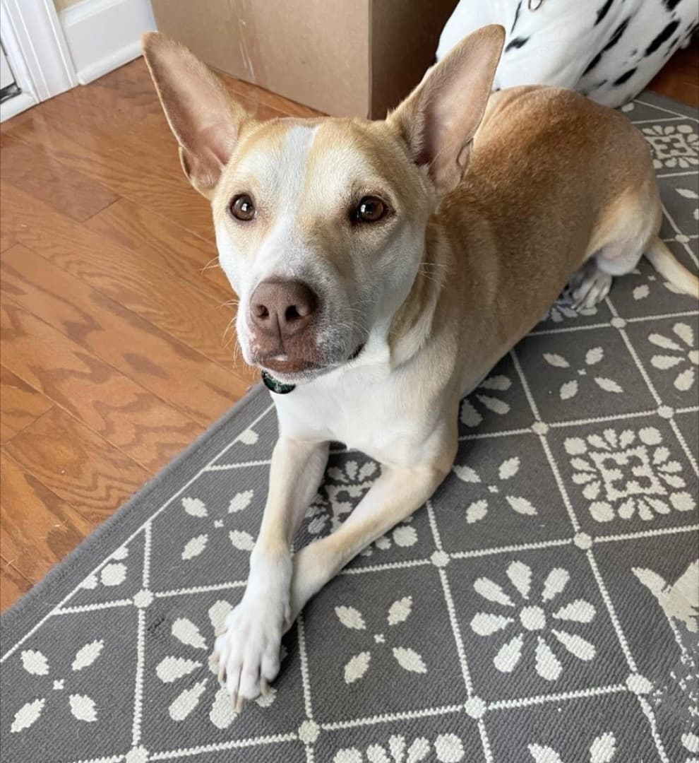 Harley - URGENT breeder image 6