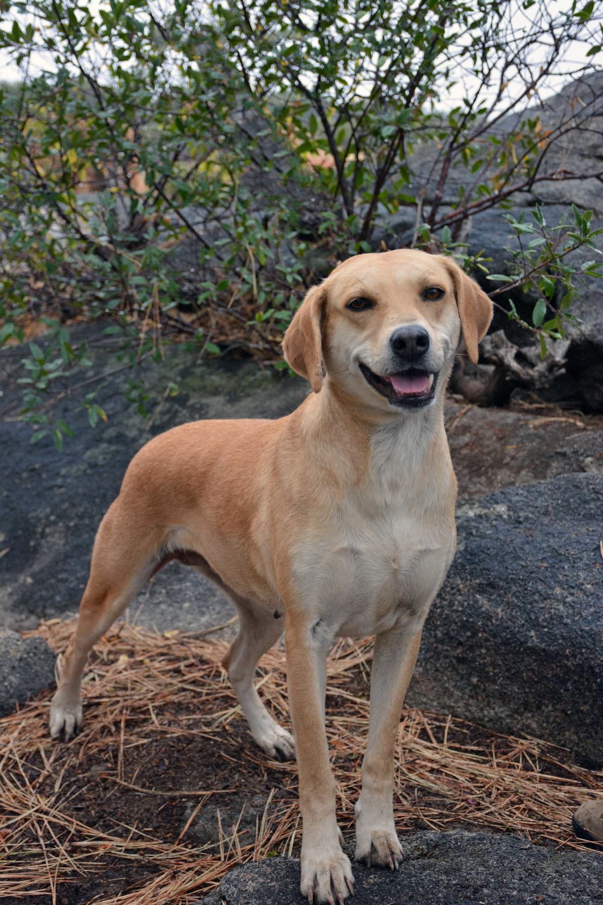 Dug breeder image 1