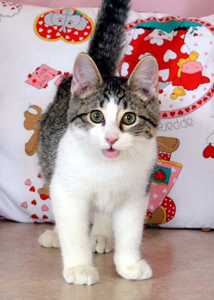 Marcy breeder image 4