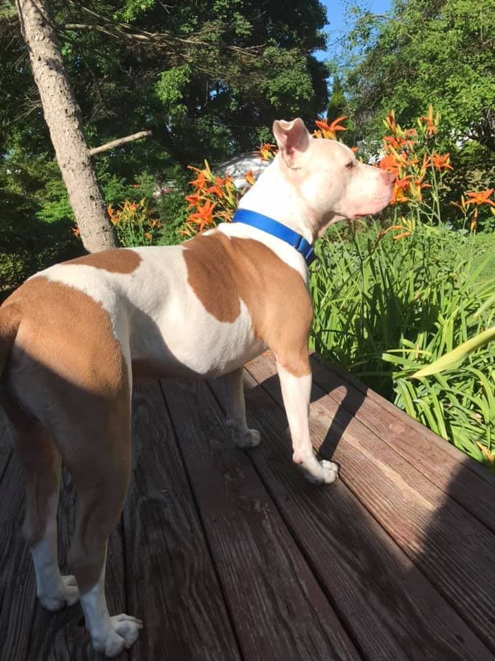 Lenny breeder image 4