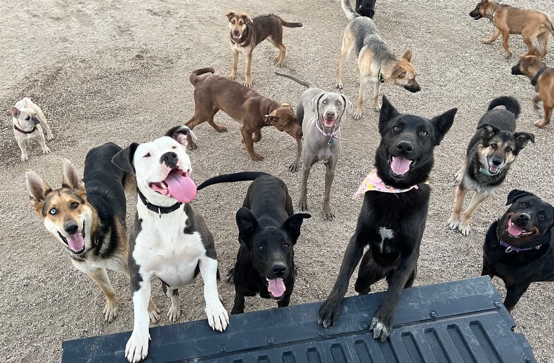 Shanti breeder image 2