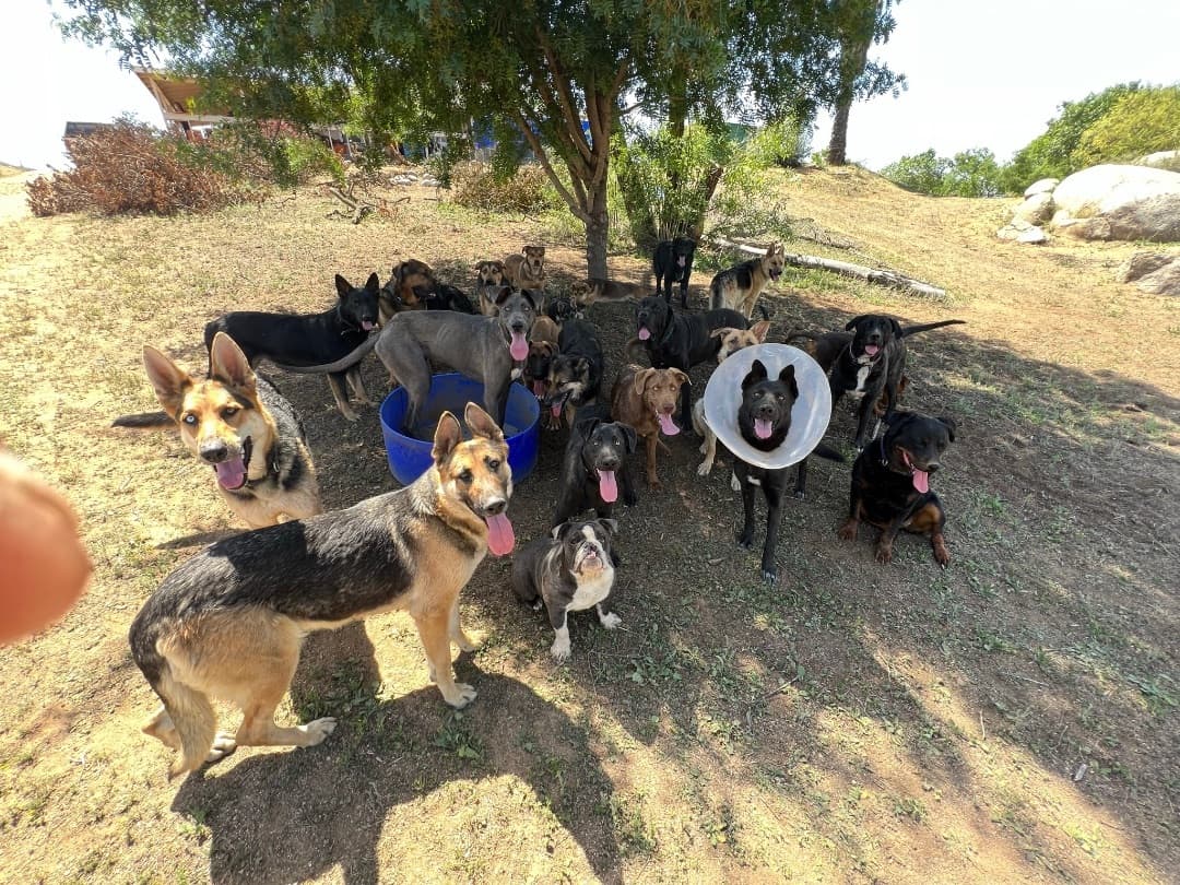 Shanti breeder image 6