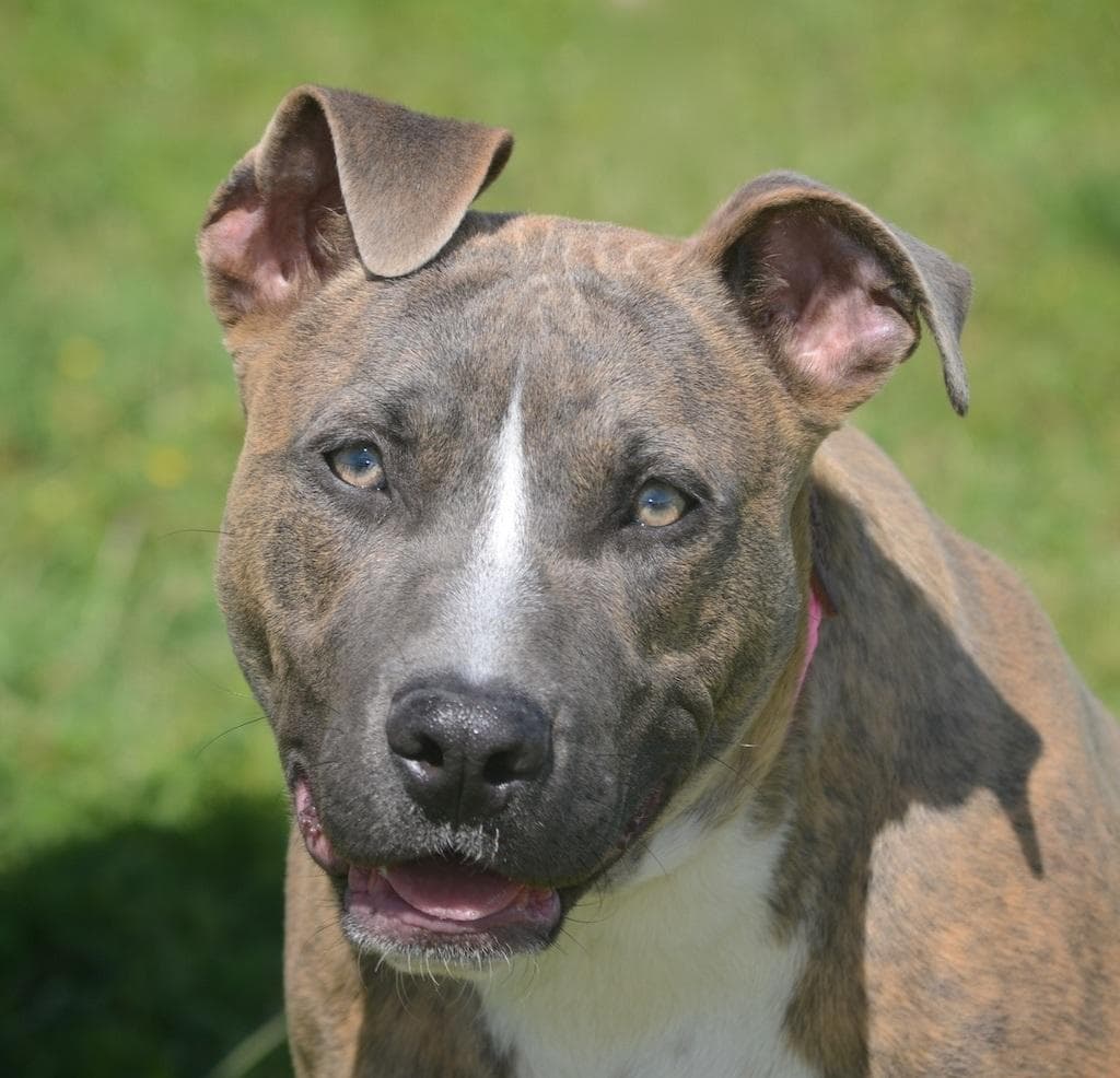 Cinder 26-07-037 breeder image 1