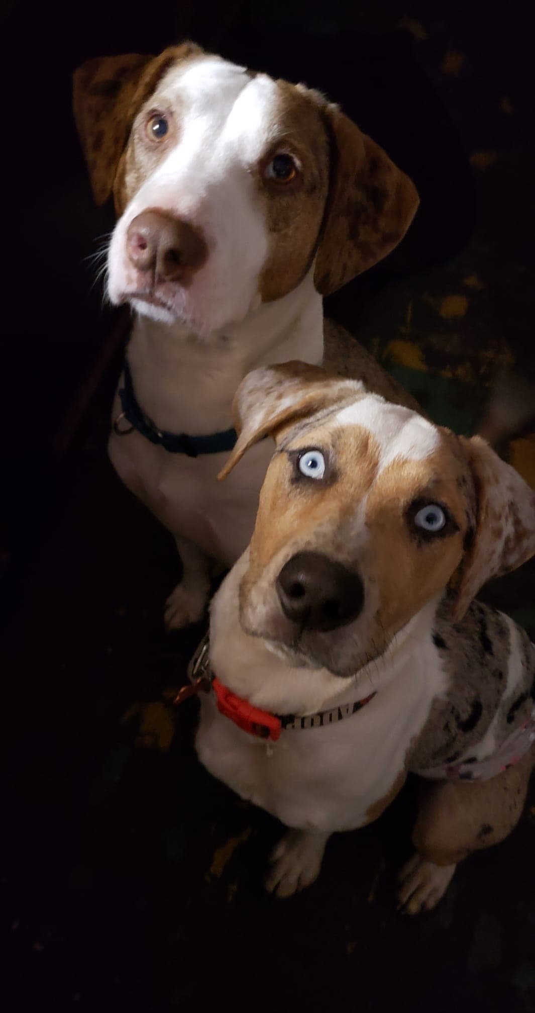 Churro breeder image 1