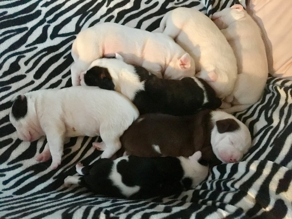 Churro breeder image 3