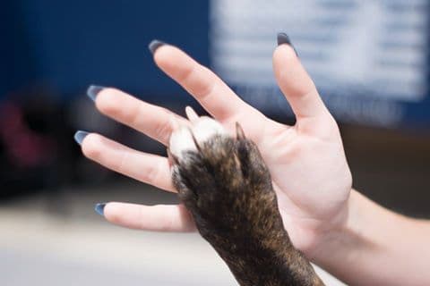 Lance breeder image 6