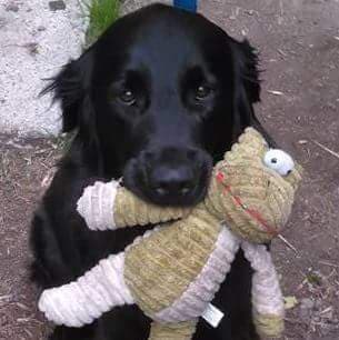 Levi breeder image 1