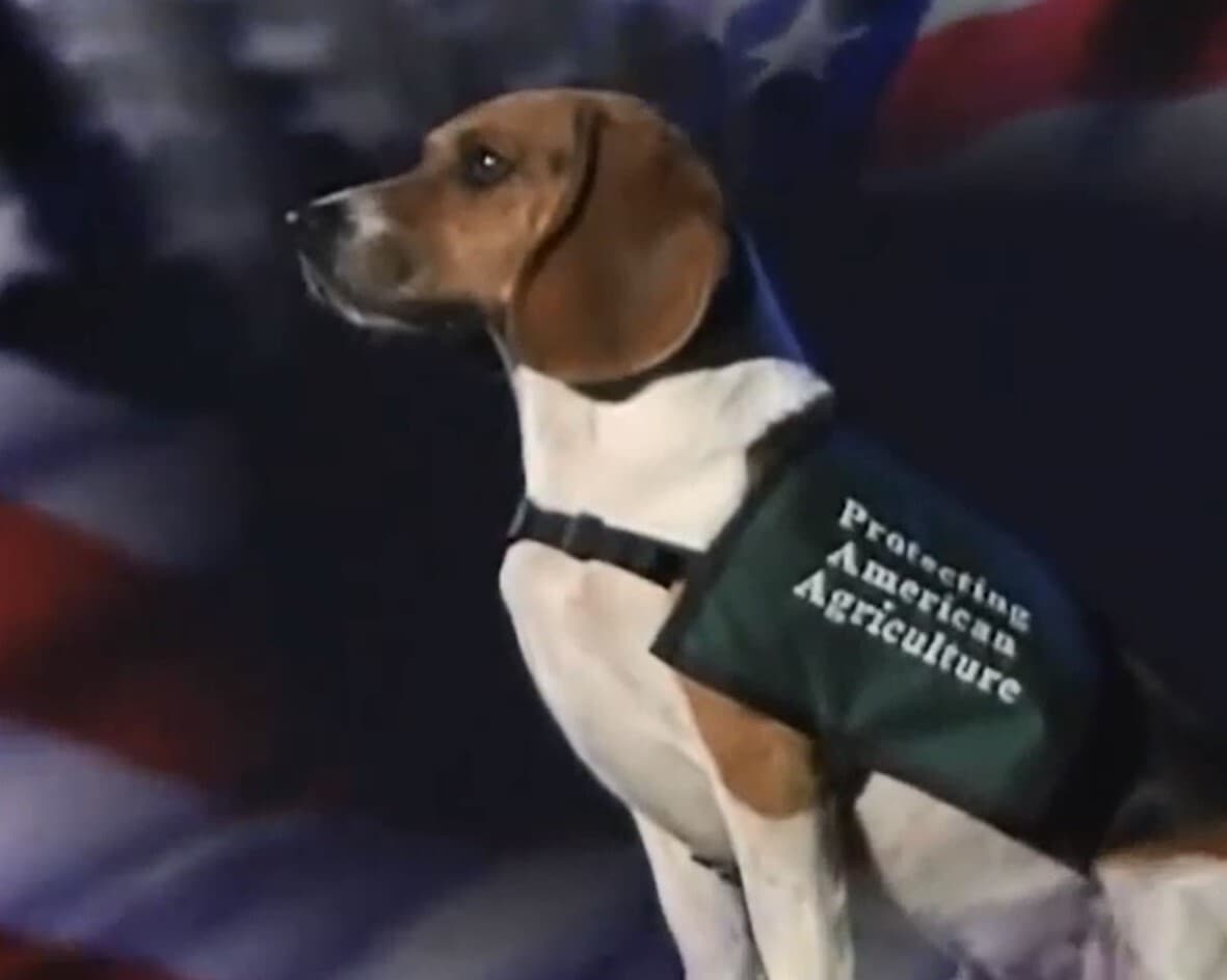 Charlie breeder image 2