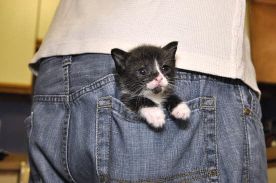 Pico breeder image 1