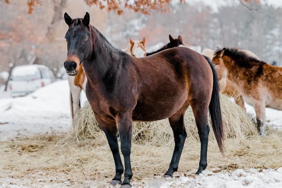 Monty breeder image 1