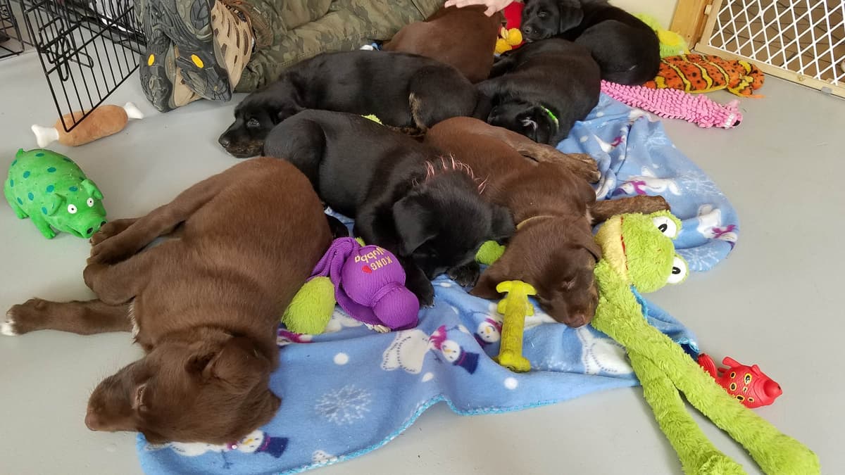 Beatrix breeder image 5