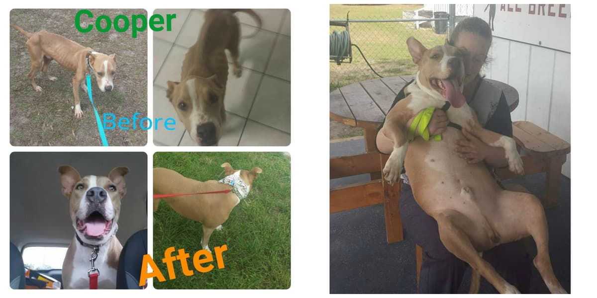 Monkey breeder image 5