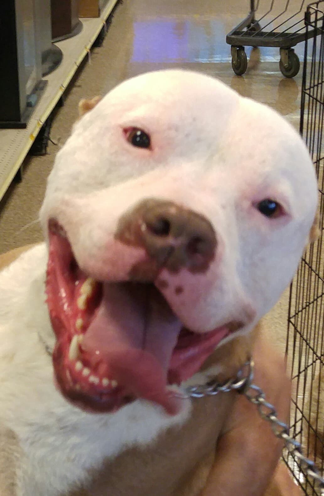 Nala breeder image 2