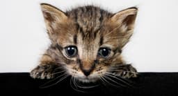 Jefferson Protection & Animal Welfare Services (JPAWS)