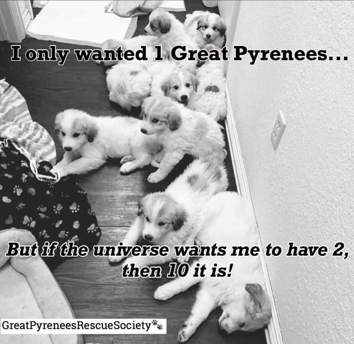 Jerome breeder image 5
