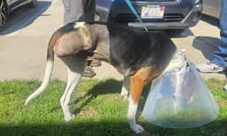 Helmstead Holler Haven Animal Rescue