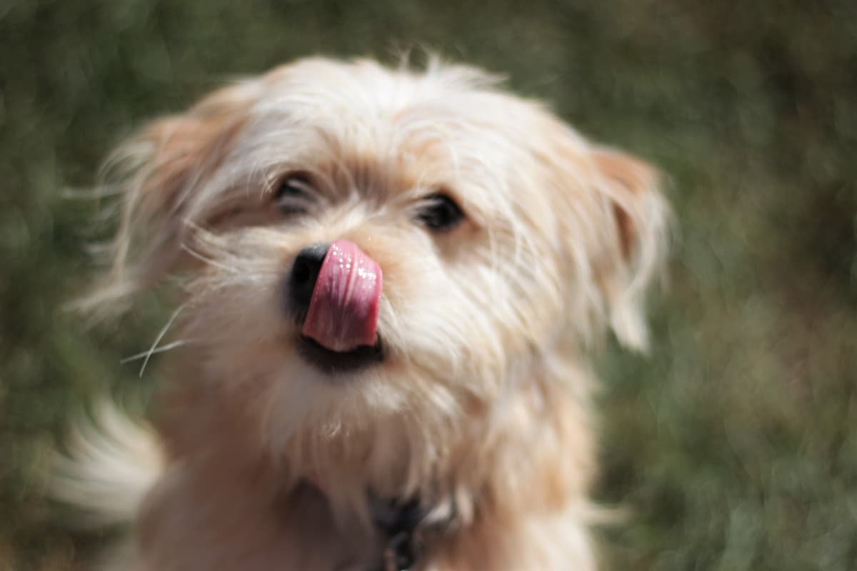 Rupert breeder image 1