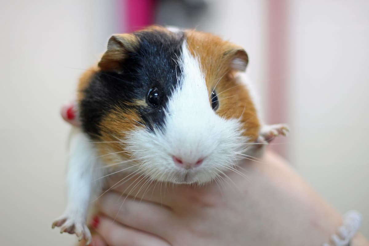 Rupert breeder image 2