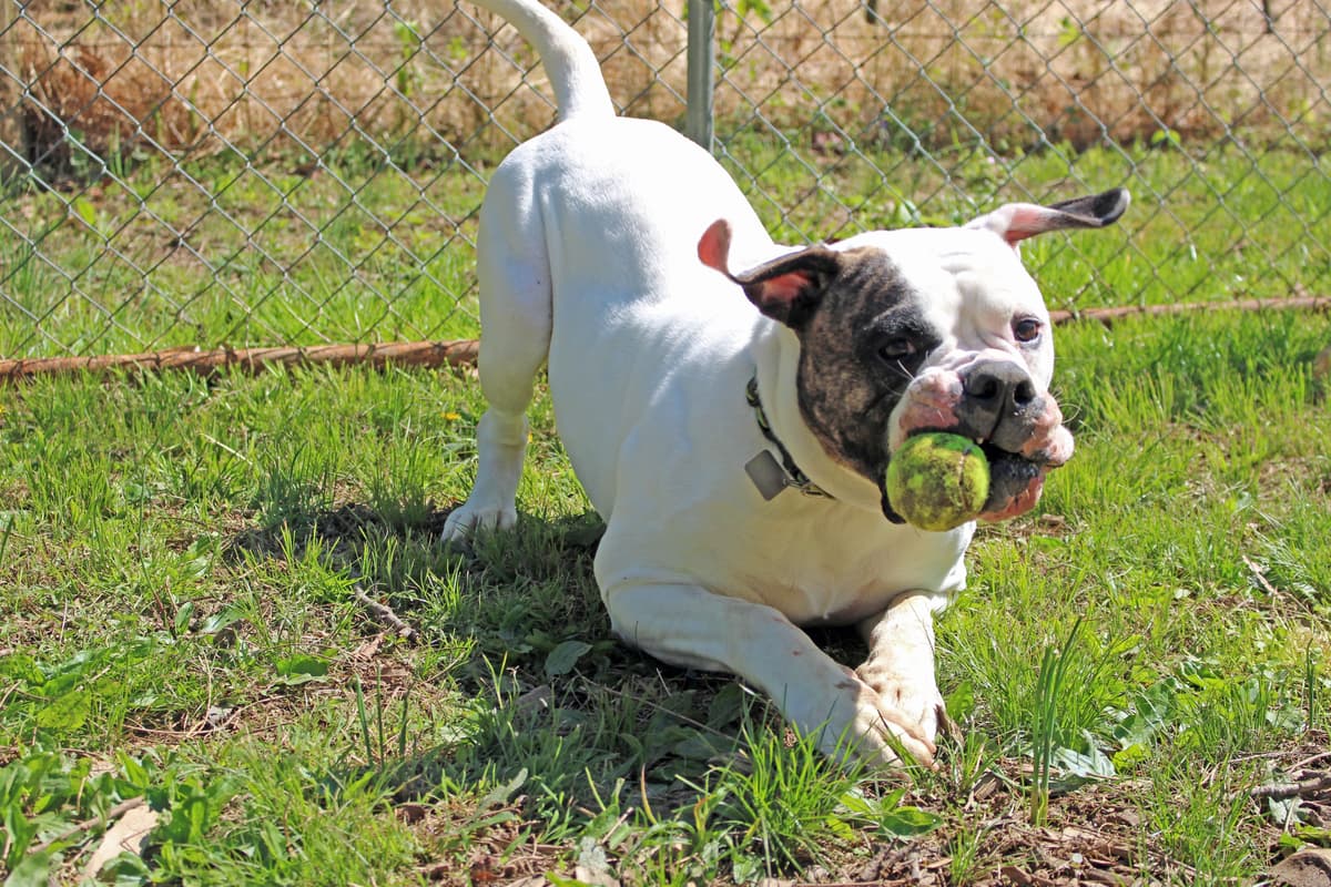 Rupert breeder image 4