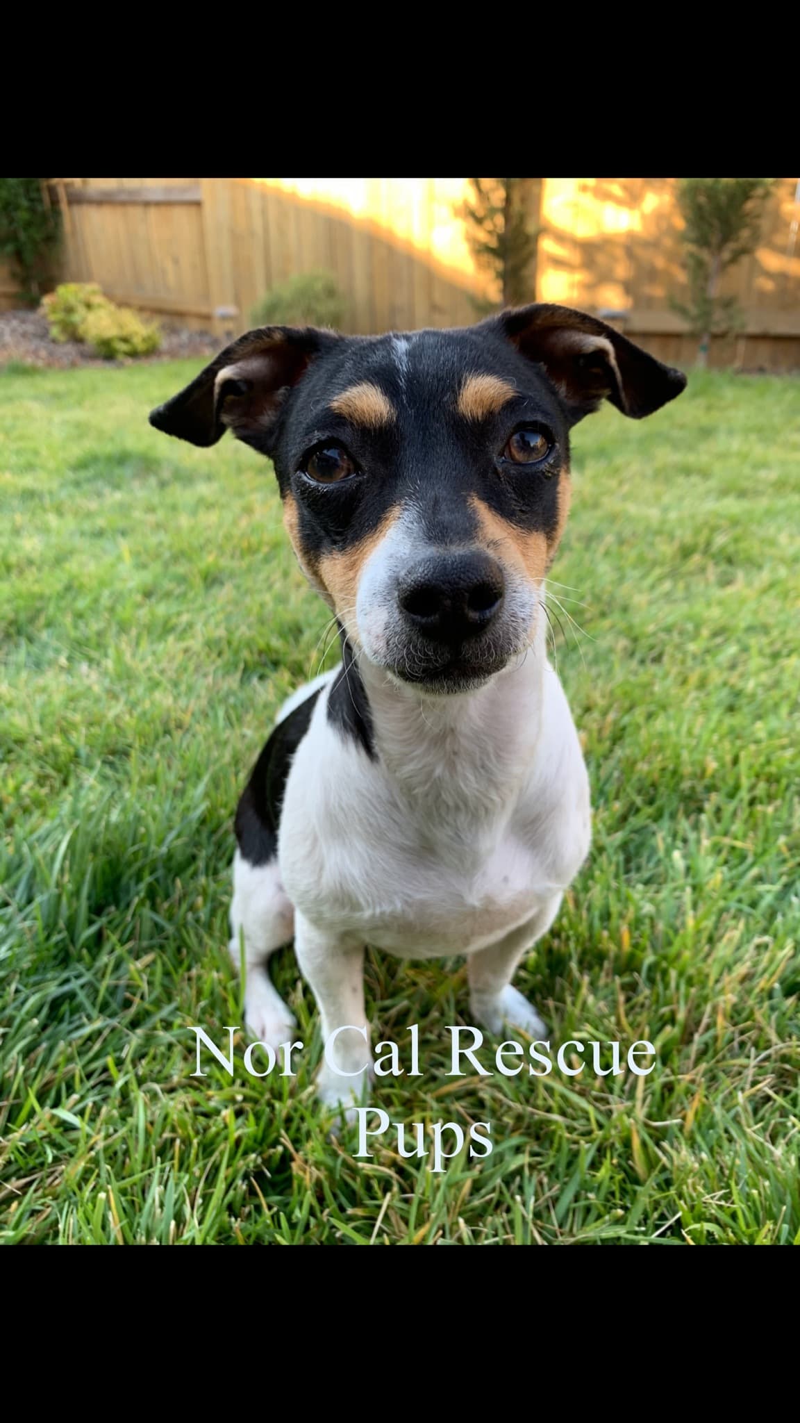 Sierra - The Sweetest Girl breeder image 1