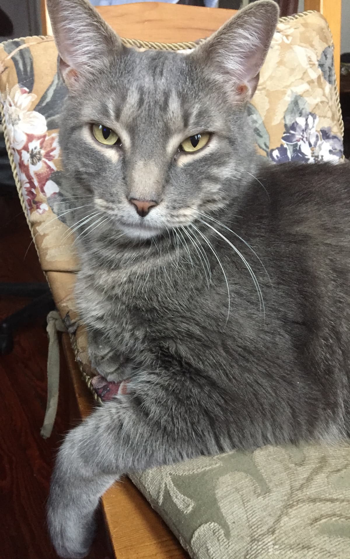 Prince breeder image 1