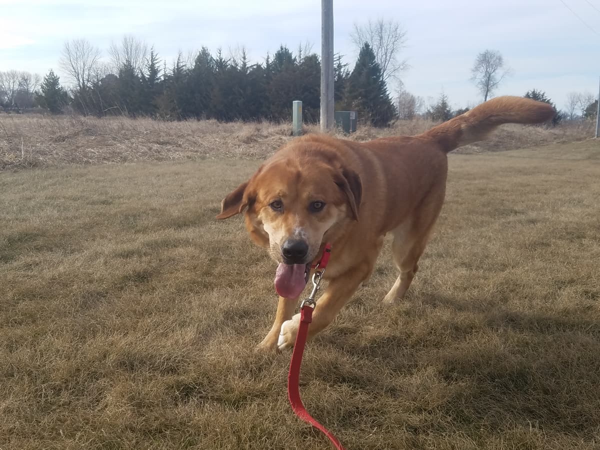 Macy breeder image 4