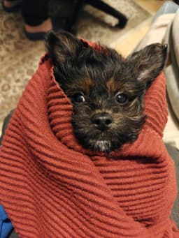 Angel of Hope Animal Rescue
