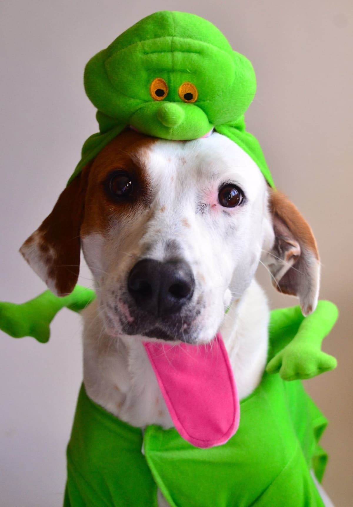 Ranger breeder image 6