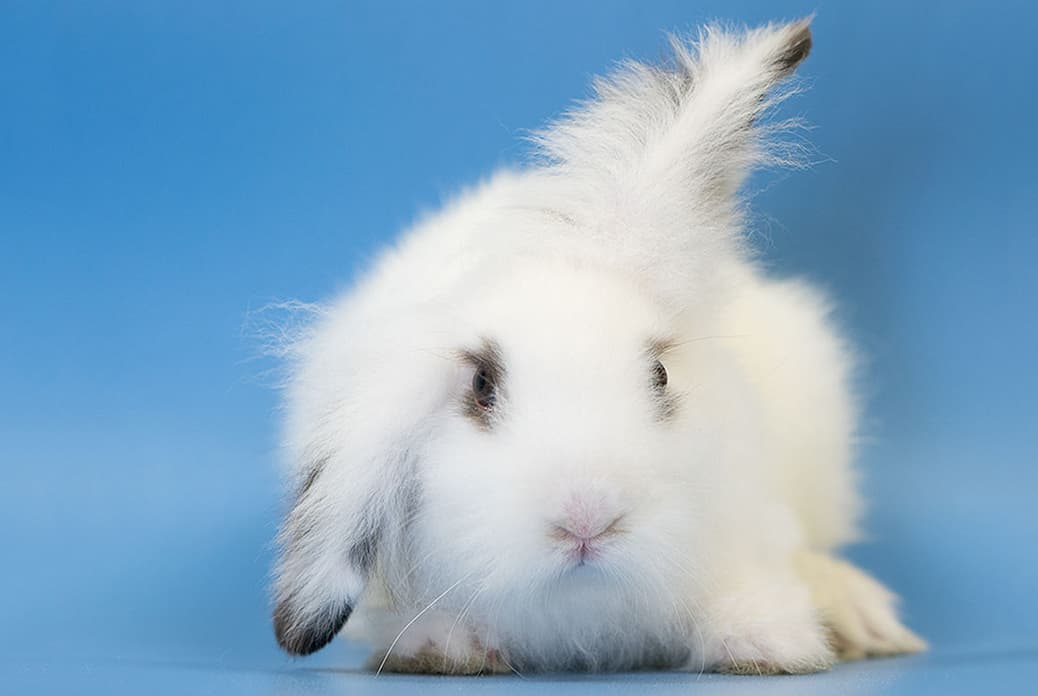 BLUE breeder image 4