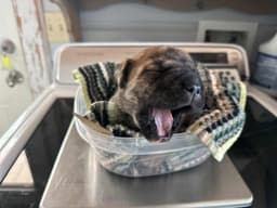 Good Catch Dog Rescue