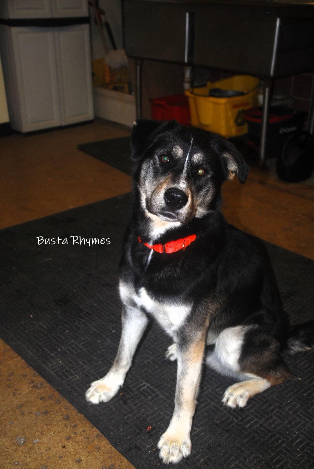 Maverick - arriving Saturday between 10 am and 11 am breeder image 5
