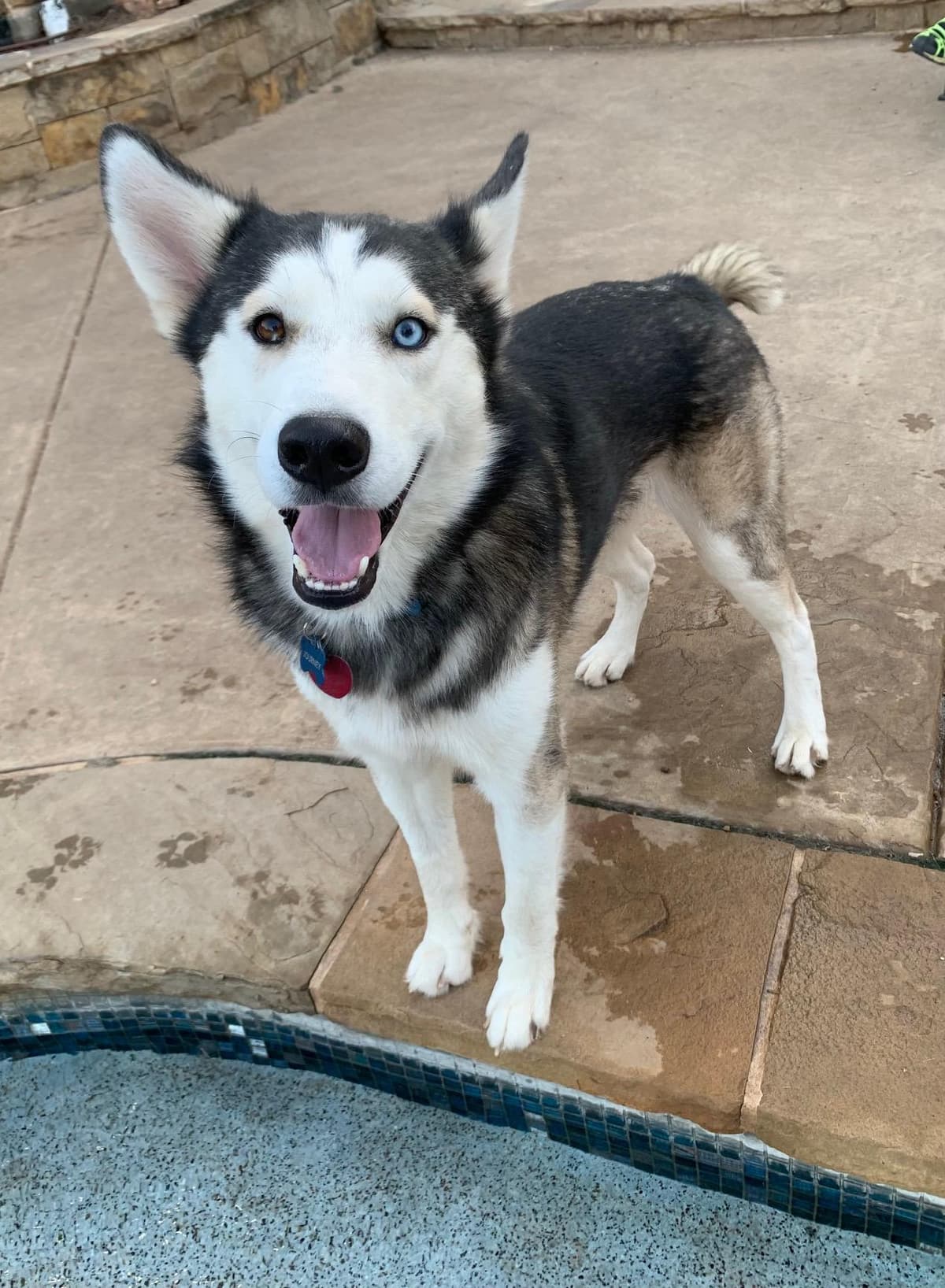 BENNY.COURTESY POST breeder image 1